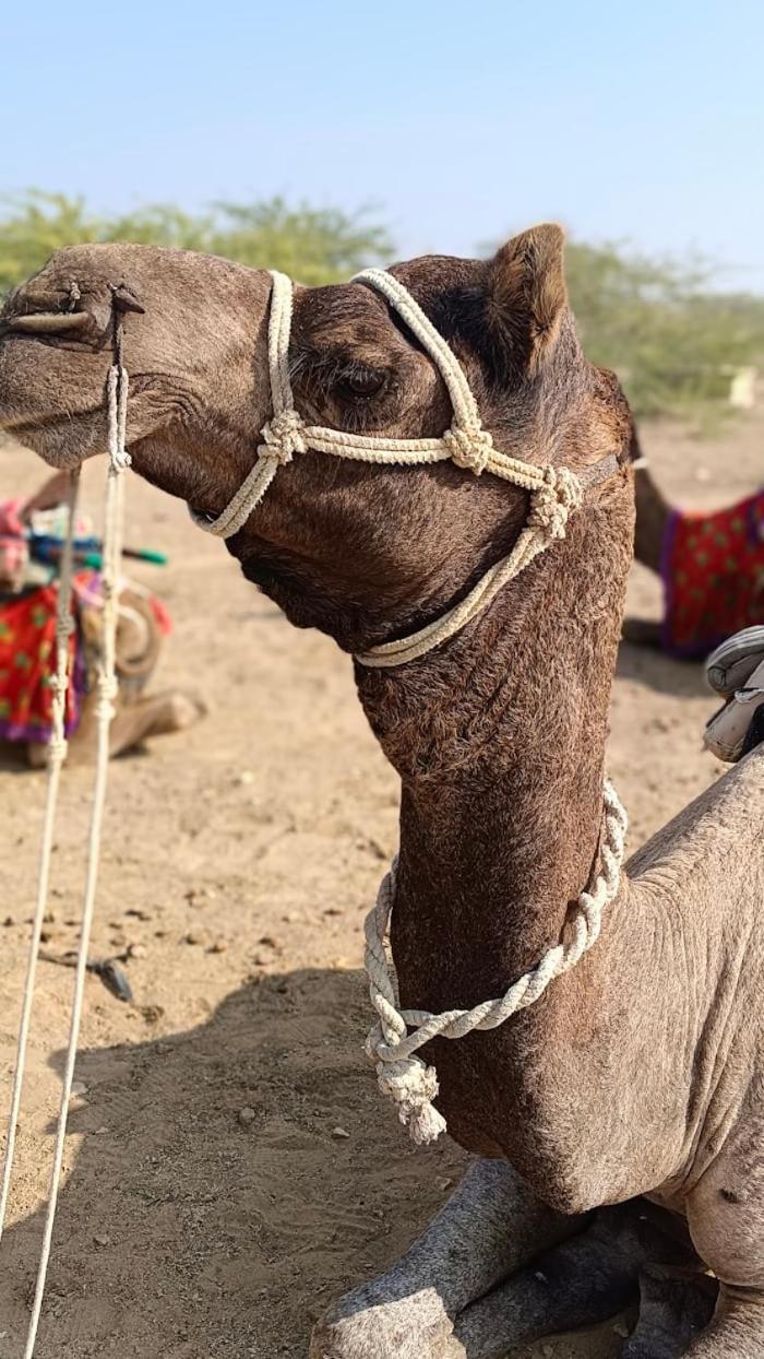 Desert Holiday Jaisalmer Eksteriør bilde